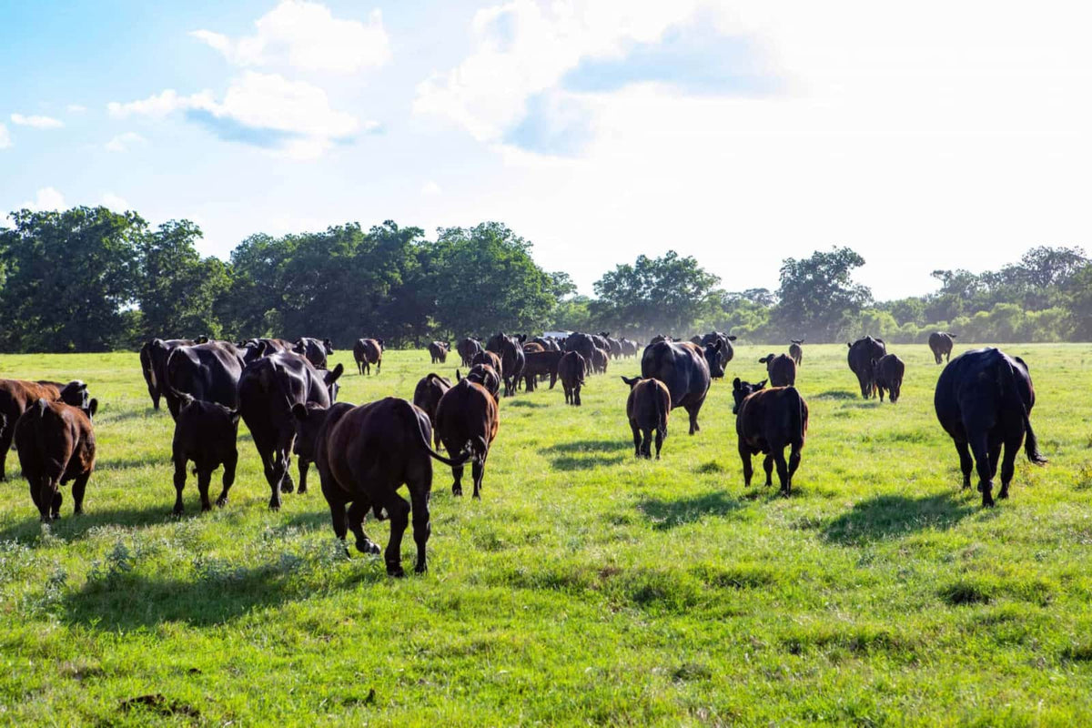 STX Beef