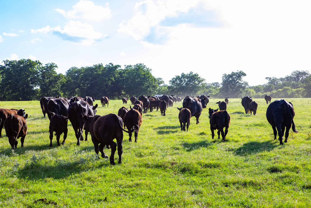 Pasture