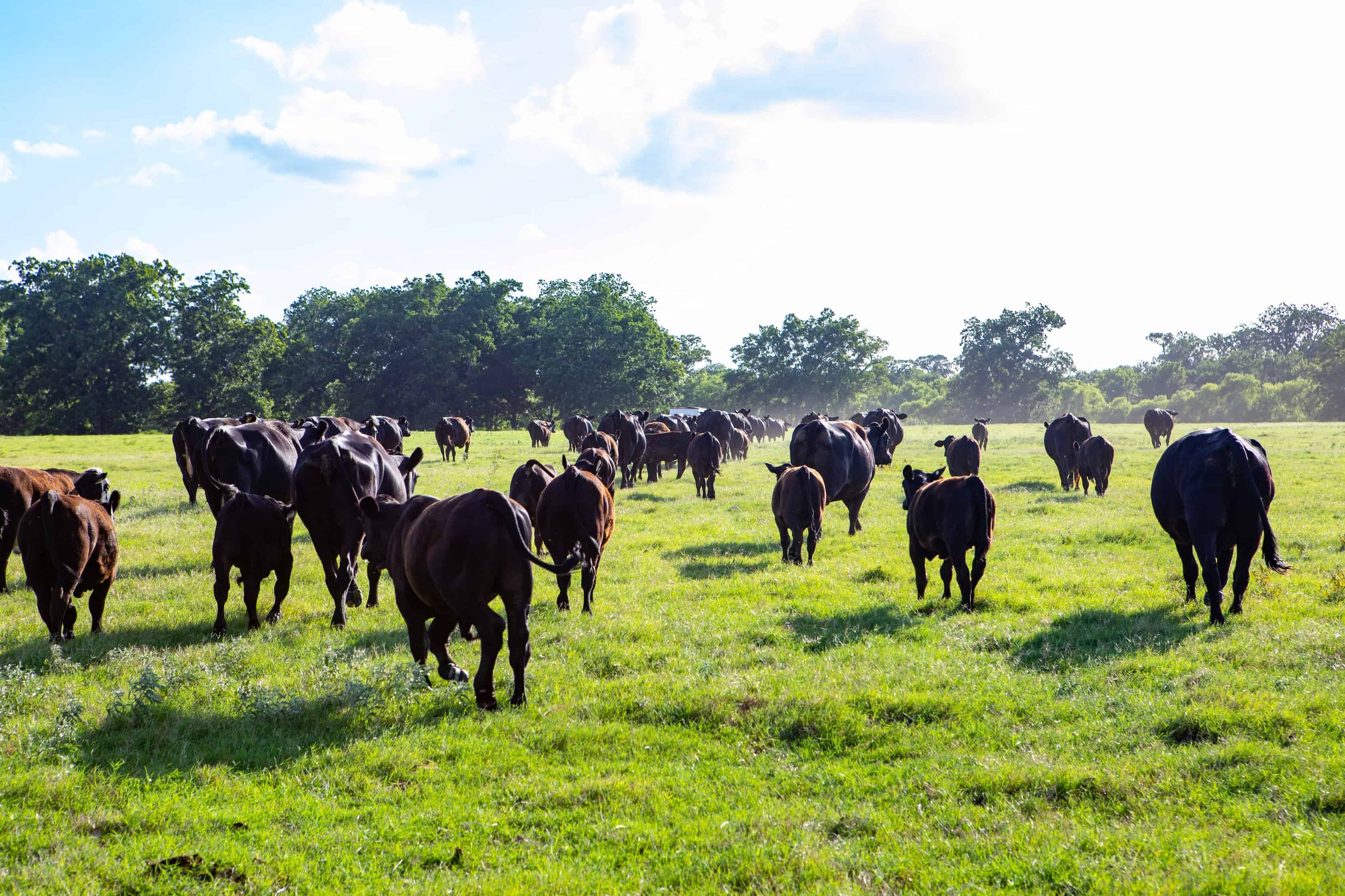 STX Beef Co.