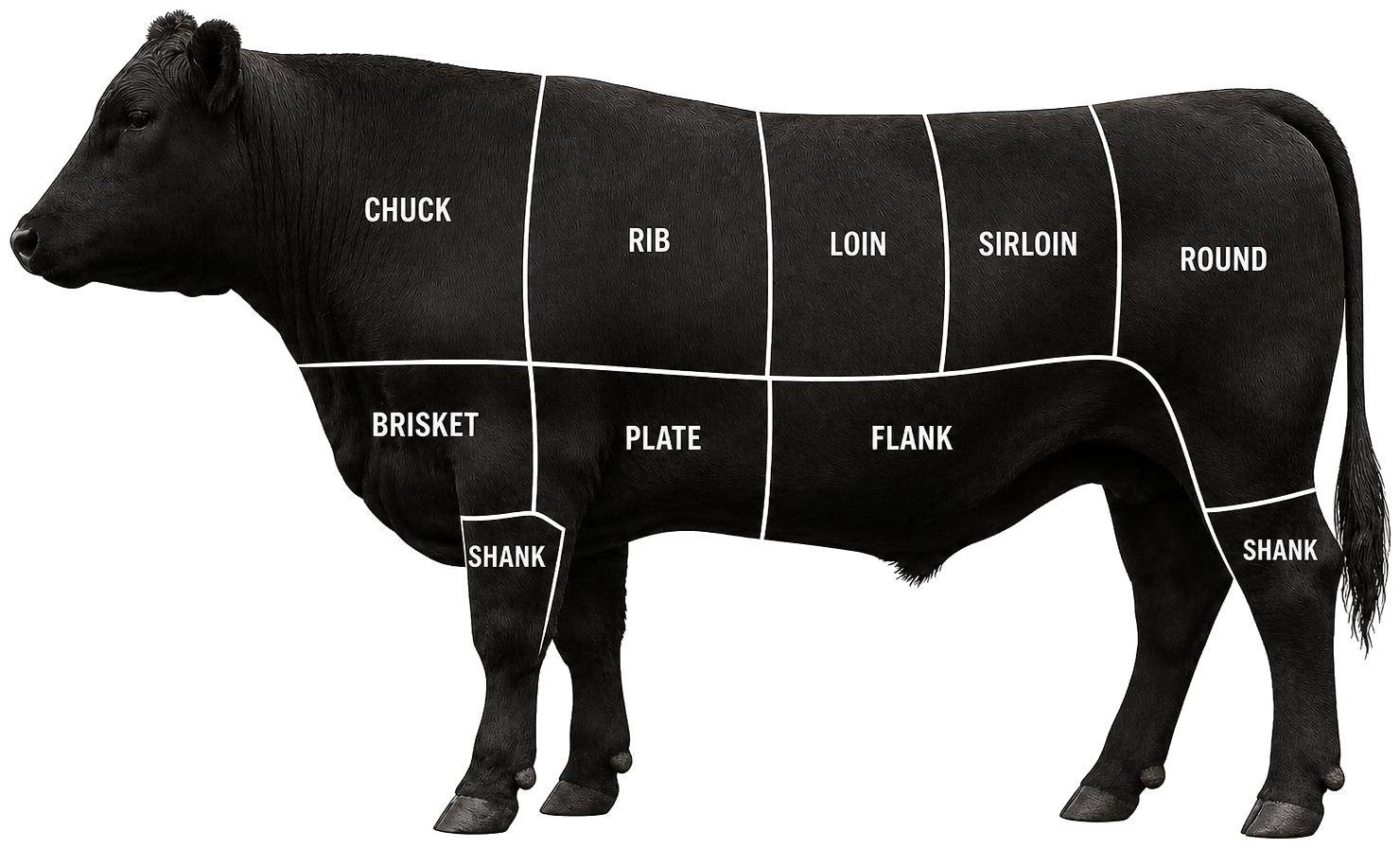 Black Angus steer with primal cut diagram