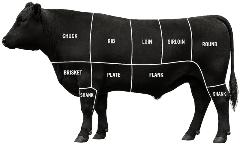 Black Angus steer with primal cut diagram
